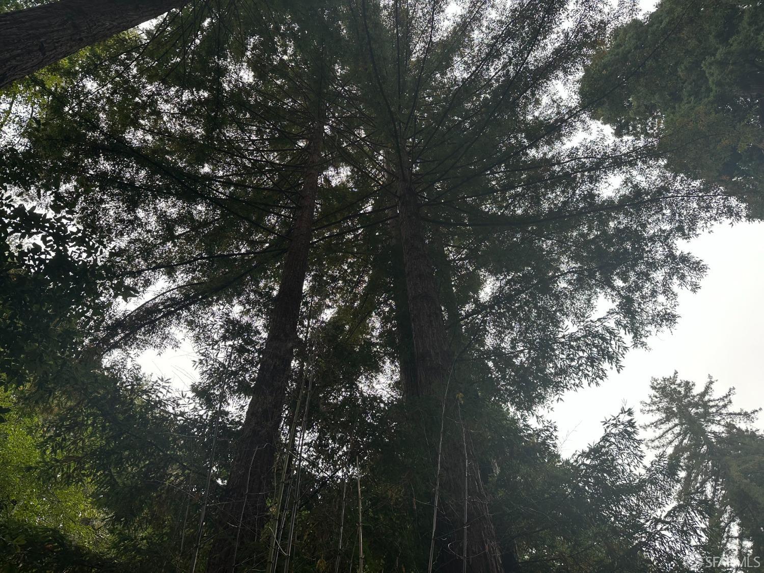 Madrone Avenue, Pescadero, California image 10