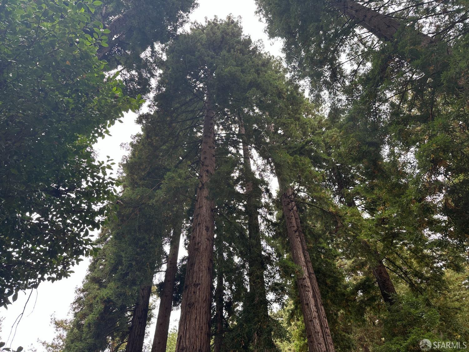 Madrone Avenue, Pescadero, California image 21