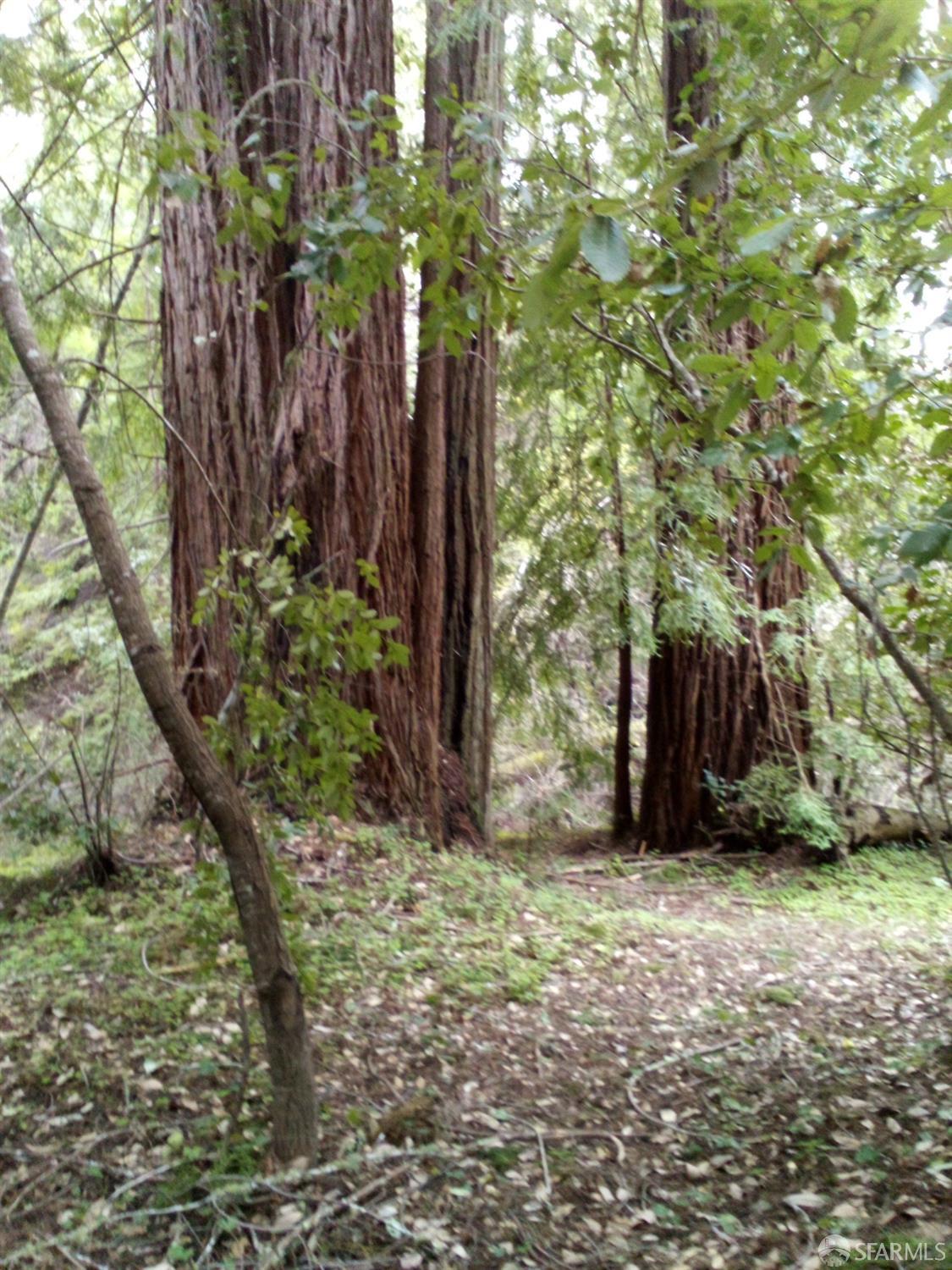 La Honda Road, La Honda, California image 4