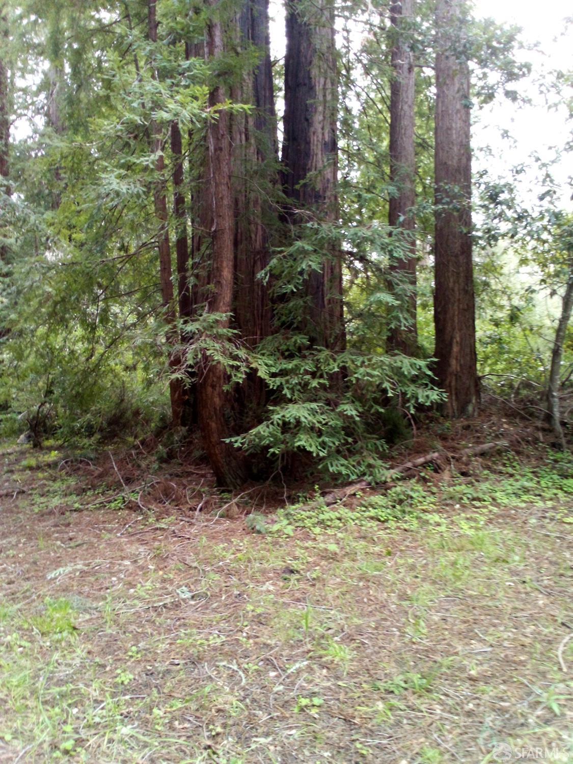 La Honda Road, La Honda, California image 5
