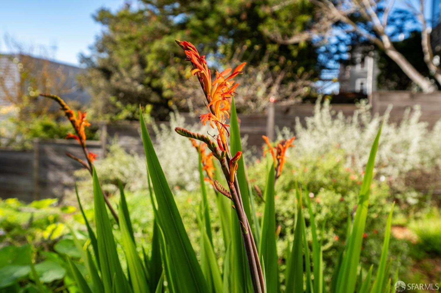 Detail Gallery Image 29 of 36 For 831 Oak St, San Francisco,  CA 94117 - 3 Beds | 2 Baths