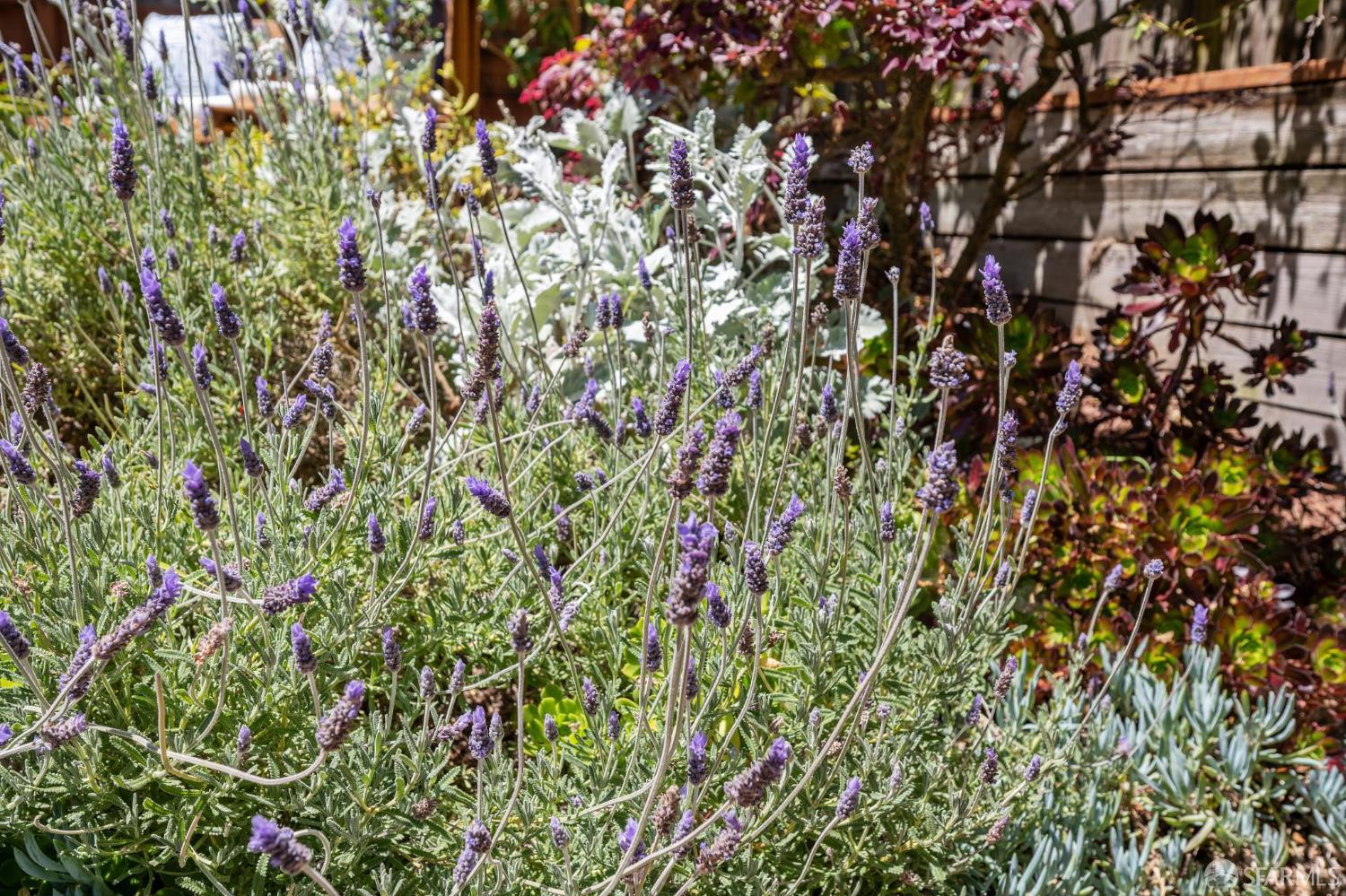 Detail Gallery Image 53 of 66 For 25 Roselyn Ter, San Francisco,  CA 94118 - 3 Beds | 2 Baths