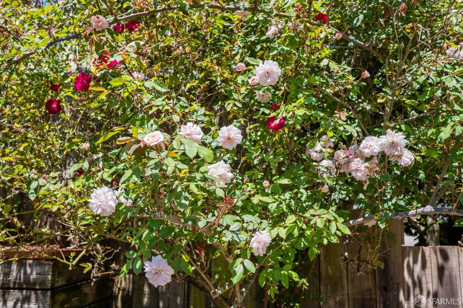 Detail Gallery Image 54 of 66 For 25 Roselyn Ter, San Francisco,  CA 94118 - 3 Beds | 2 Baths