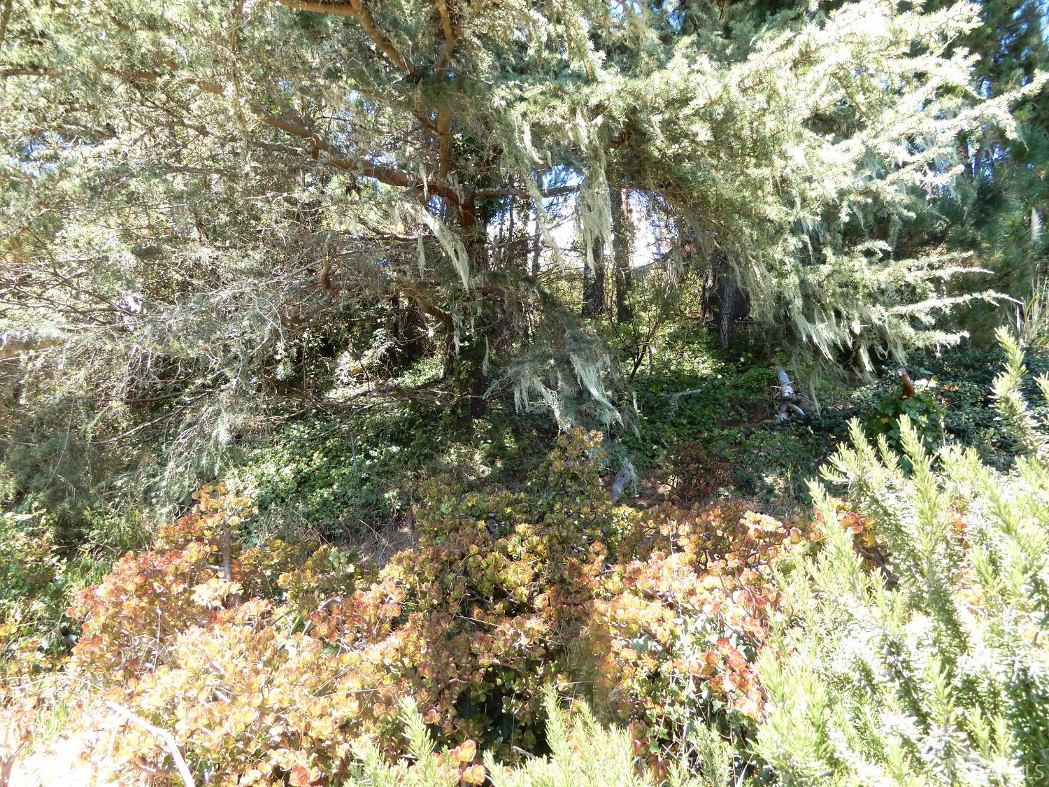 Detail Gallery Image 4 of 5 For 550 Verducci Dr, Daly City,  CA 94015 - 3 Beds | 1/1 Baths
