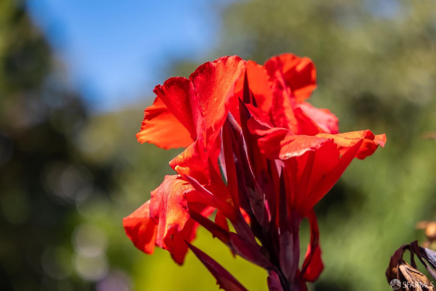 Detail Gallery Image 35 of 43 For 2615 Alameda De Las Pulgas, San Mateo,  CA 94403 - 3 Beds | 2 Baths