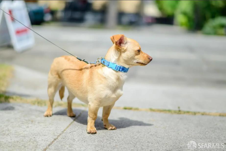 Detail Gallery Image 75 of 80 For 647 N 2nd St, San Jose,  CA 95112 - 4 Beds | 4 Baths