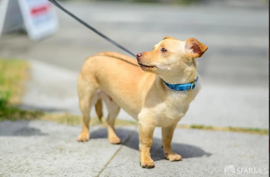 Detail Gallery Image 76 of 80 For 647 N 2nd St, San Jose,  CA 95112 - 4 Beds | 4 Baths