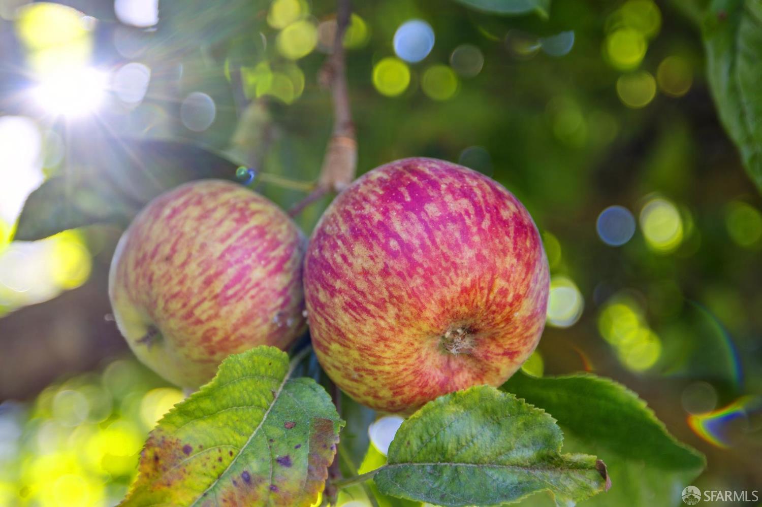 Detail Gallery Image 58 of 71 For 1123 Munich St, San Francisco,  CA 94112 - 3 Beds | 2 Baths