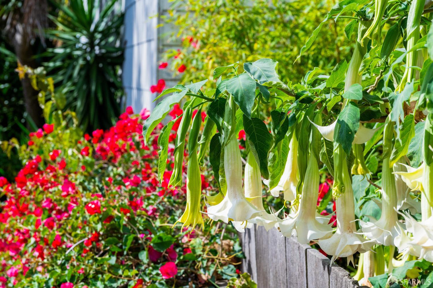 Detail Gallery Image 50 of 59 For 309 Steiner St #D,  San Francisco,  CA 94117 - 3 Beds | 1/1 Baths