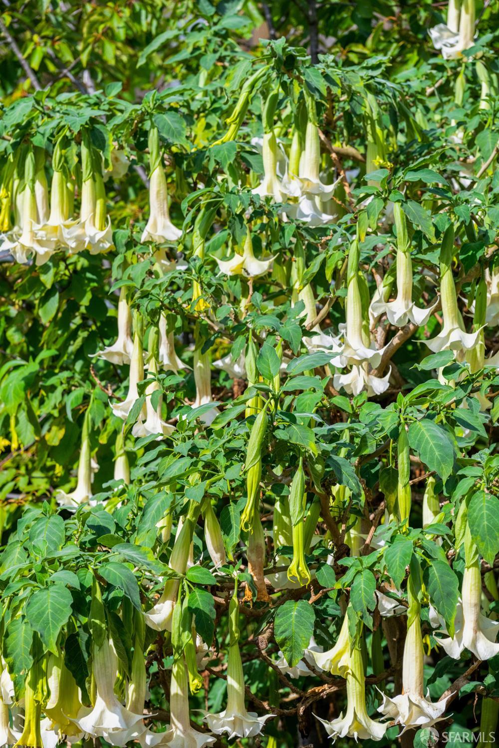 Detail Gallery Image 49 of 59 For 309 Steiner St #D,  San Francisco,  CA 94117 - 3 Beds | 1/1 Baths