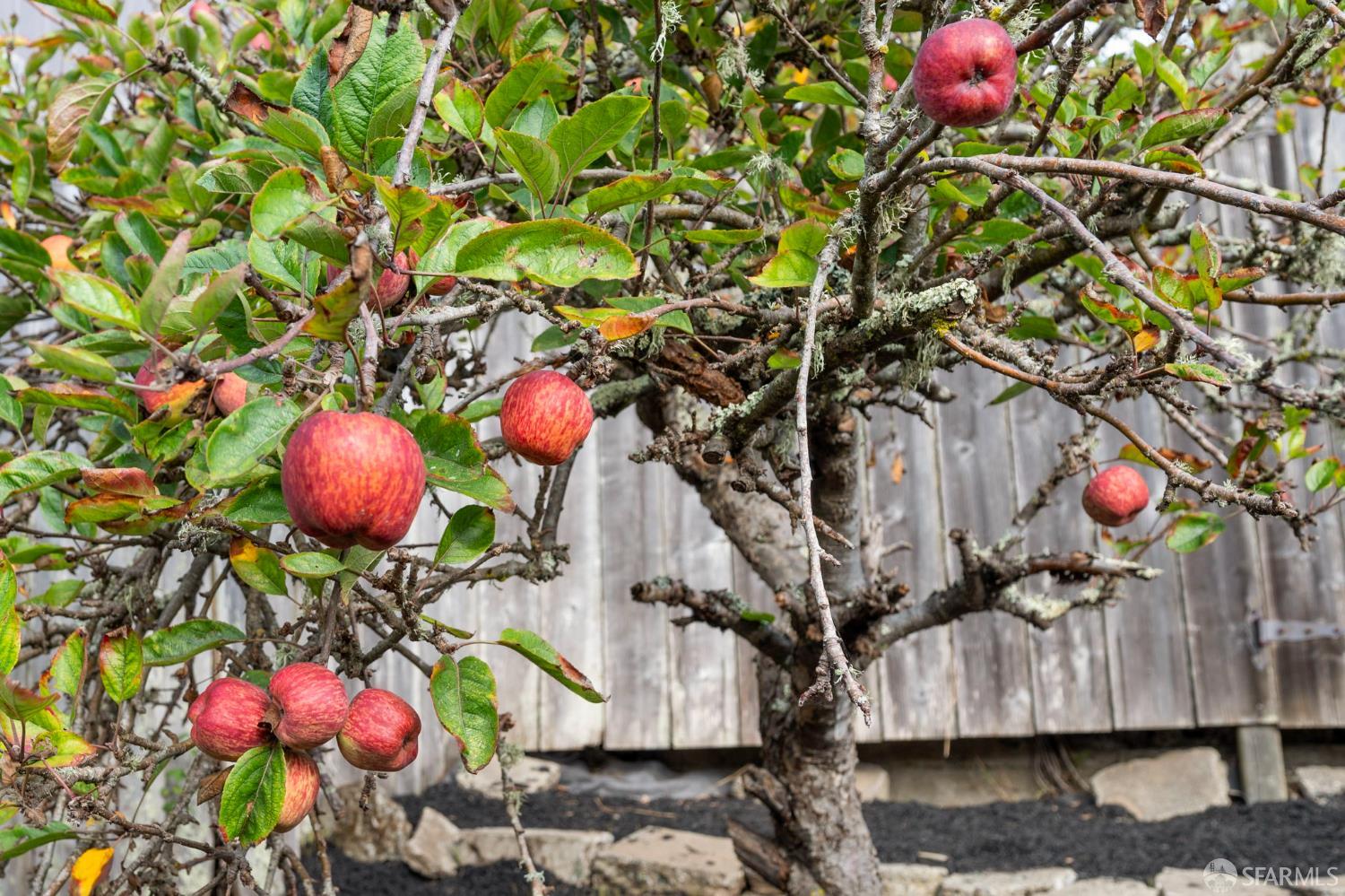 Detail Gallery Image 35 of 42 For 1862 40th Ave, San Francisco,  CA 94122 - 3 Beds | 2 Baths