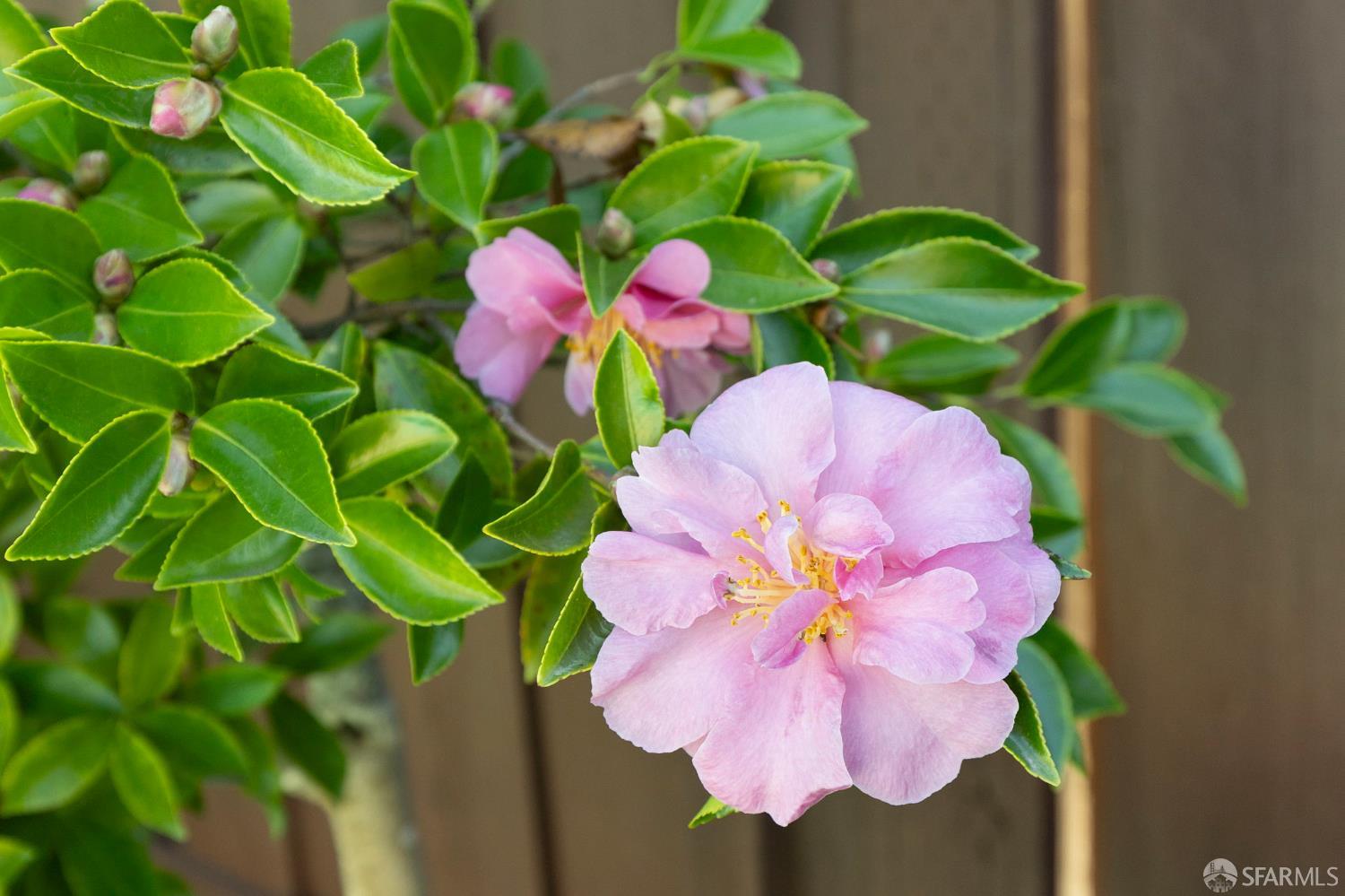 Detail Gallery Image 47 of 51 For 2595 Eaton Ave, San Carlos,  CA 94070 - 3 Beds | 2 Baths