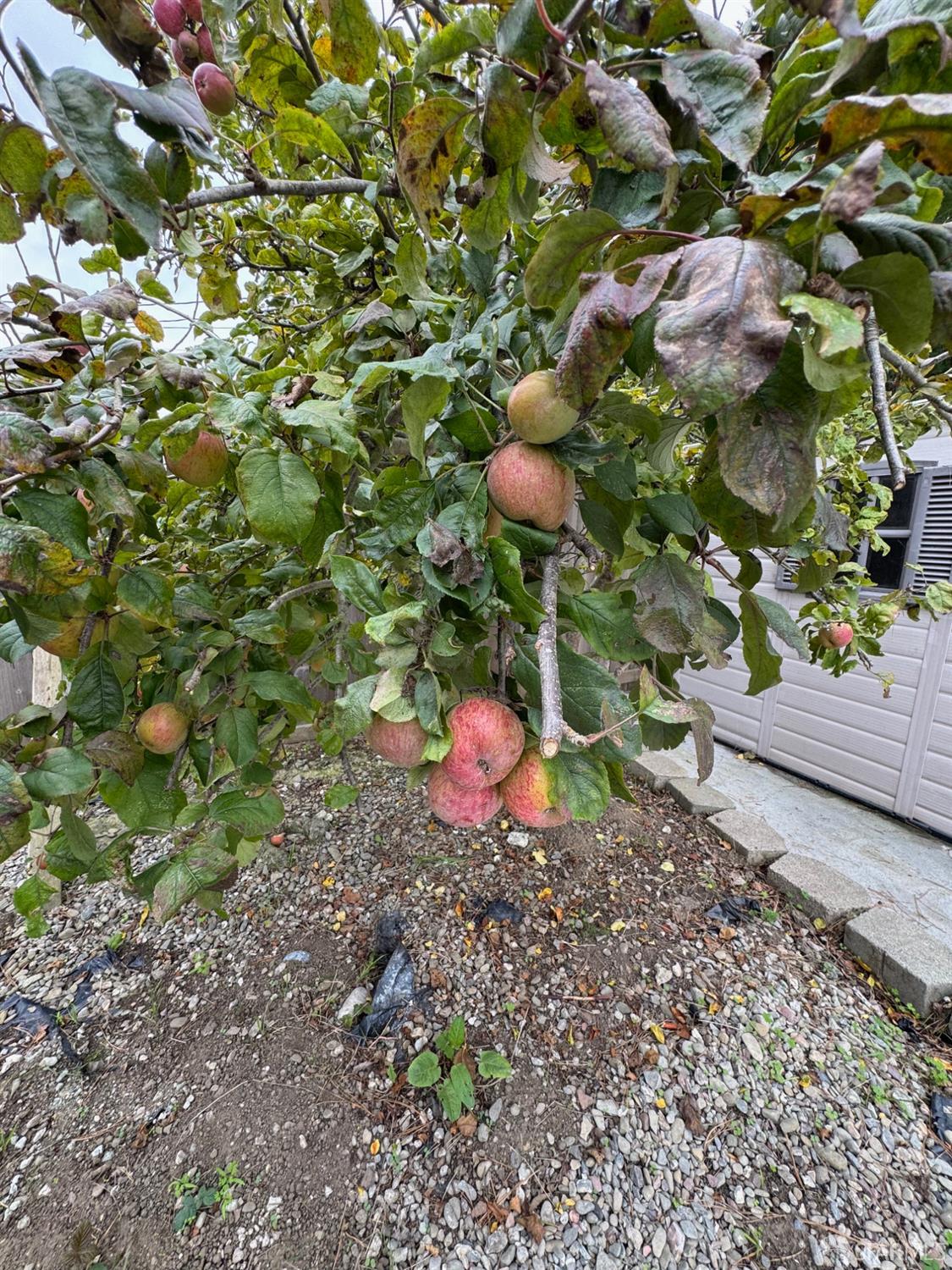 Detail Gallery Image 20 of 20 For 444 Higate Dr #LOWER,  Daly City,  CA 94015 - 3 Beds | 1/1 Baths