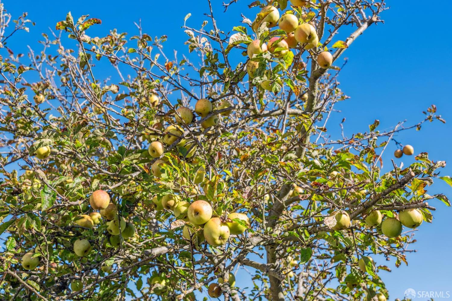 Detail Gallery Image 44 of 51 For 1850 23rd Ave, San Francisco,  CA 94122 - 3 Beds | 2/2 Baths