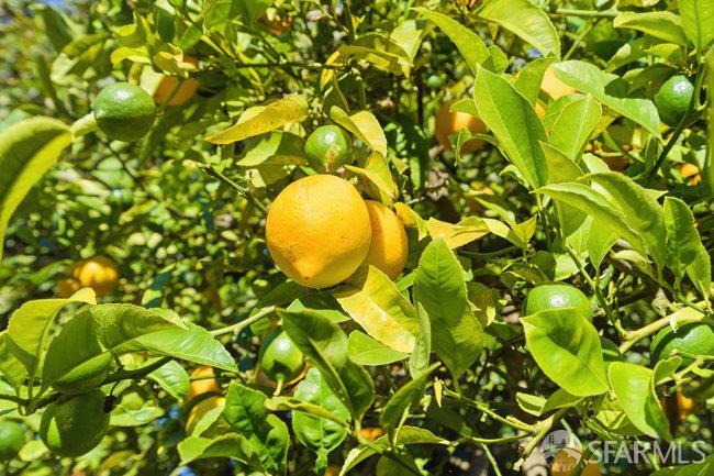 Detail Gallery Image 71 of 85 For 131 Brussels St, San Francisco,  CA 94134 - 4 Beds | 3 Baths