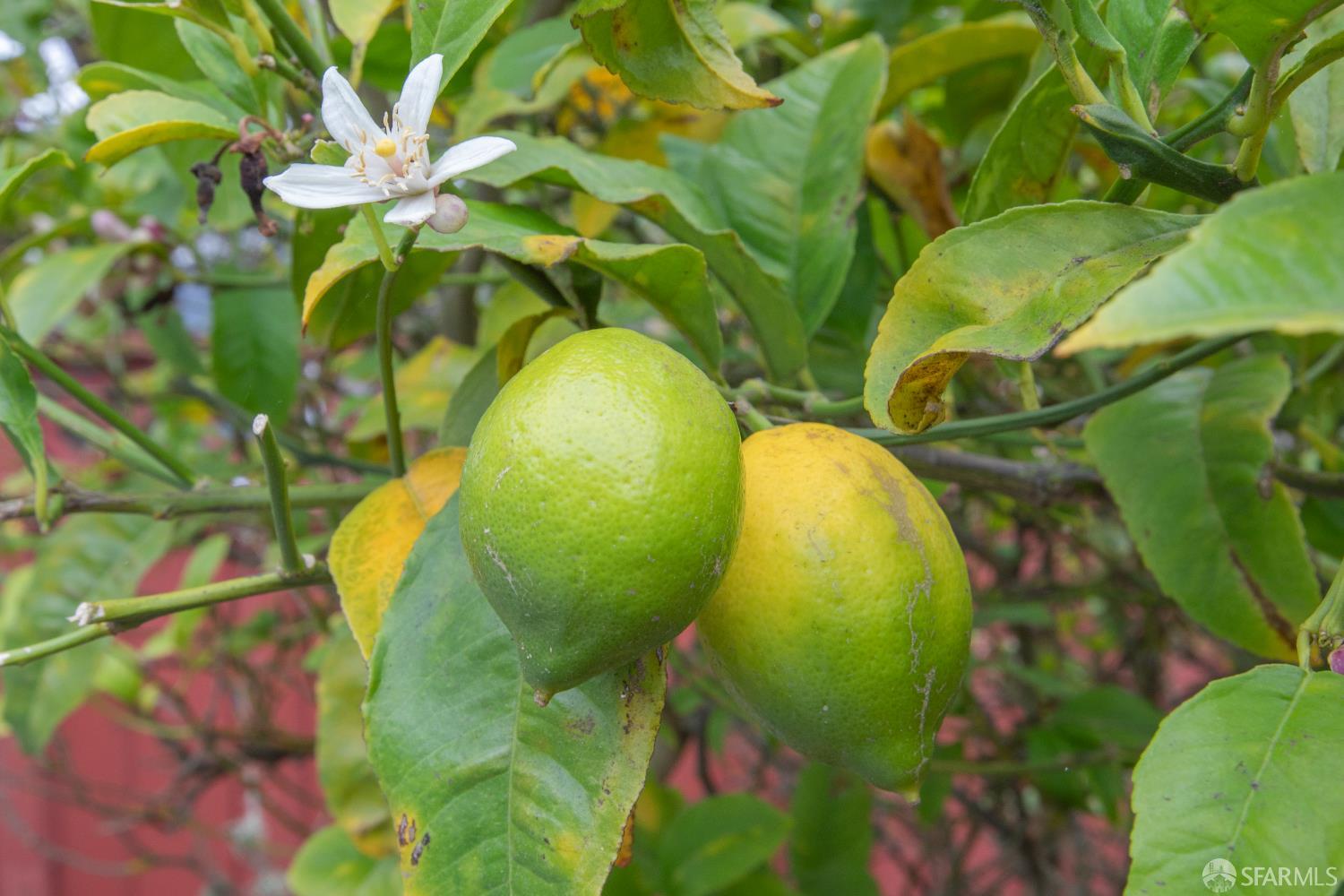 Detail Gallery Image 46 of 89 For 201 Detroit St, San Francisco,  CA 94131 - 4 Beds | 2 Baths