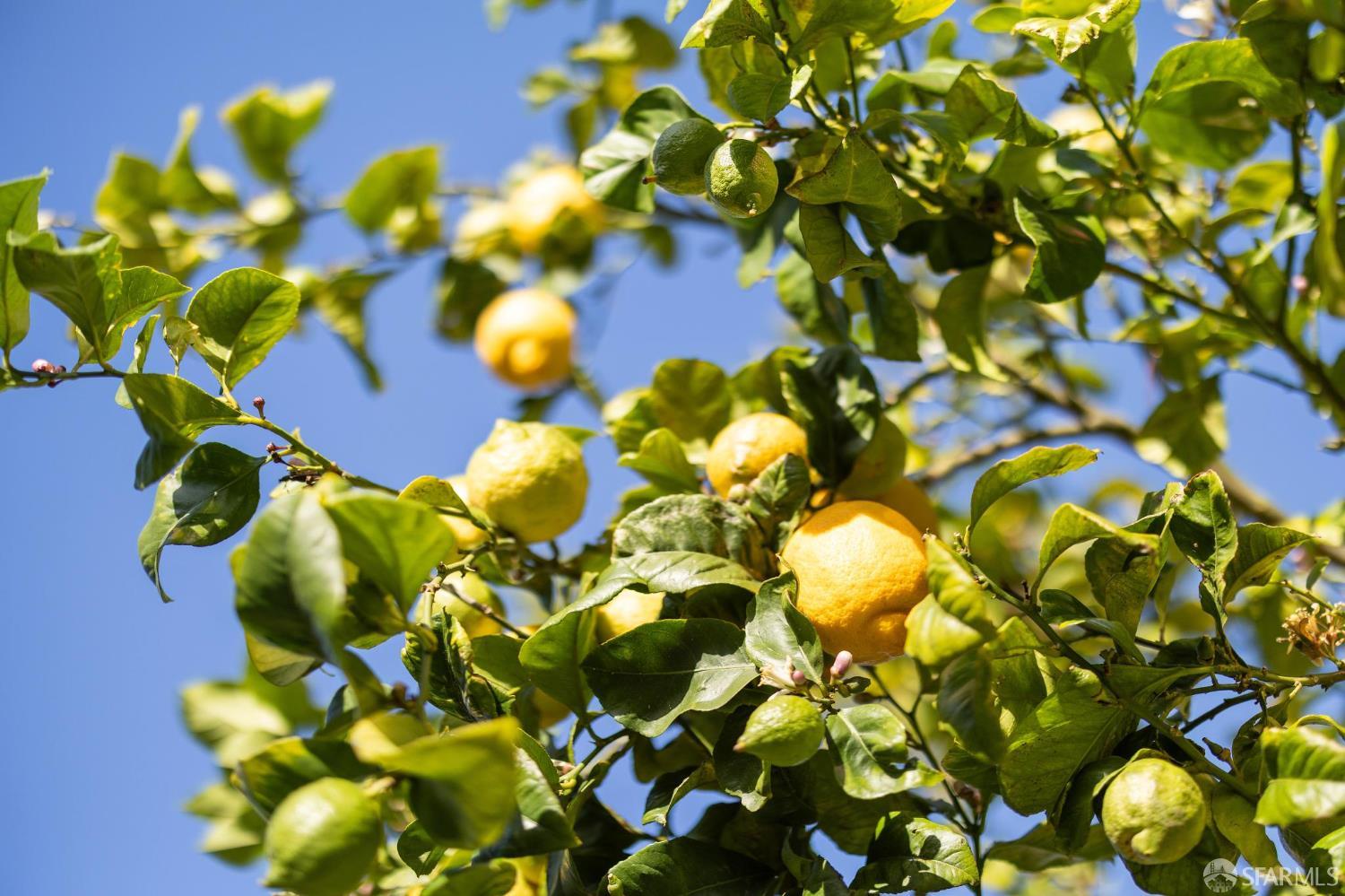 Detail Gallery Image 36 of 37 For 506 11th Ave, San Francisco,  CA 94118 - 3 Beds | 2/2 Baths