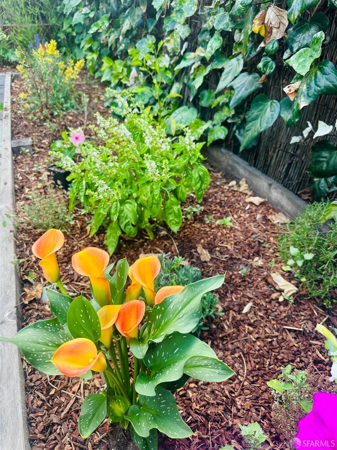 Detail Gallery Image 46 of 55 For 1028 55 St, Oakland,  CA 94608 - 4 Beds | 4 Baths