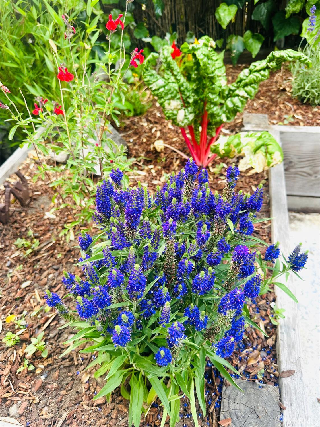 Detail Gallery Image 47 of 55 For 1028 55 St, Oakland,  CA 94608 - 4 Beds | 4 Baths