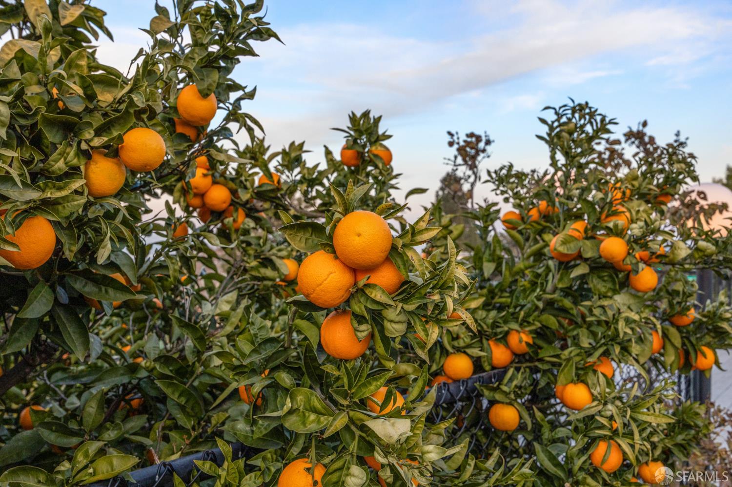 Detail Gallery Image 19 of 25 For 1202 Alamo Way, Pittsburg,  CA 94565 - 4 Beds | 2 Baths