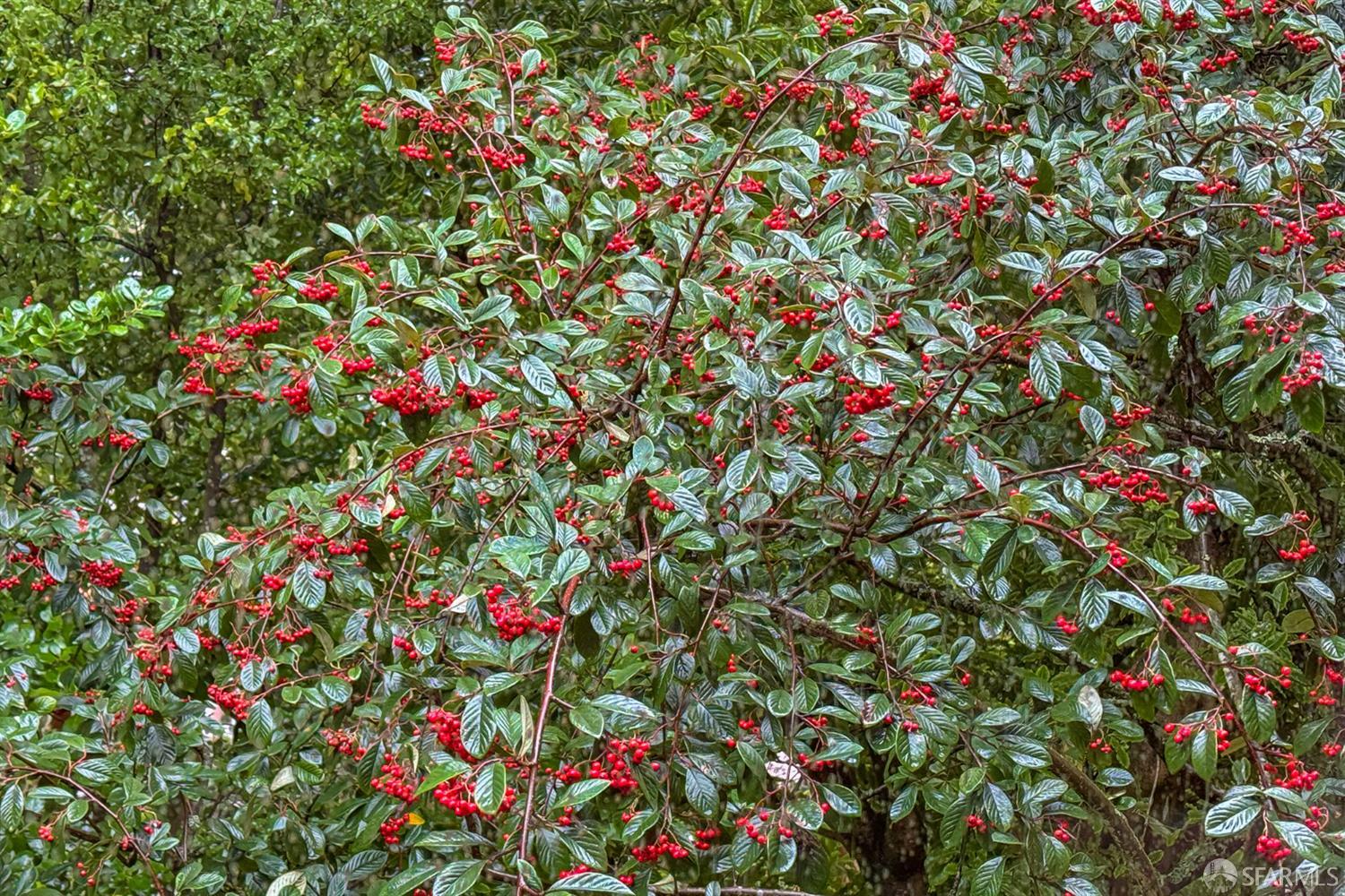 Detail Gallery Image 25 of 25 For 497 Dellbrook Ave, San Francisco,  CA 94131 - 3 Beds | 1 Baths