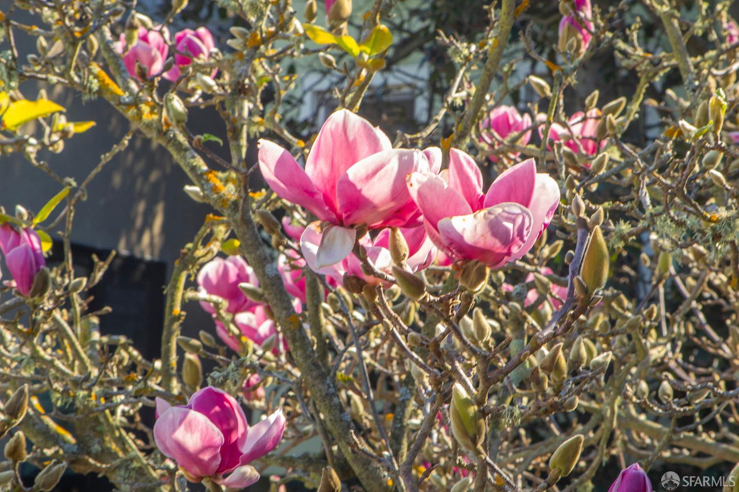Detail Gallery Image 28 of 30 For 327 Caselli Ave, San Francisco,  CA 94114 - 2 Beds | 1/1 Baths