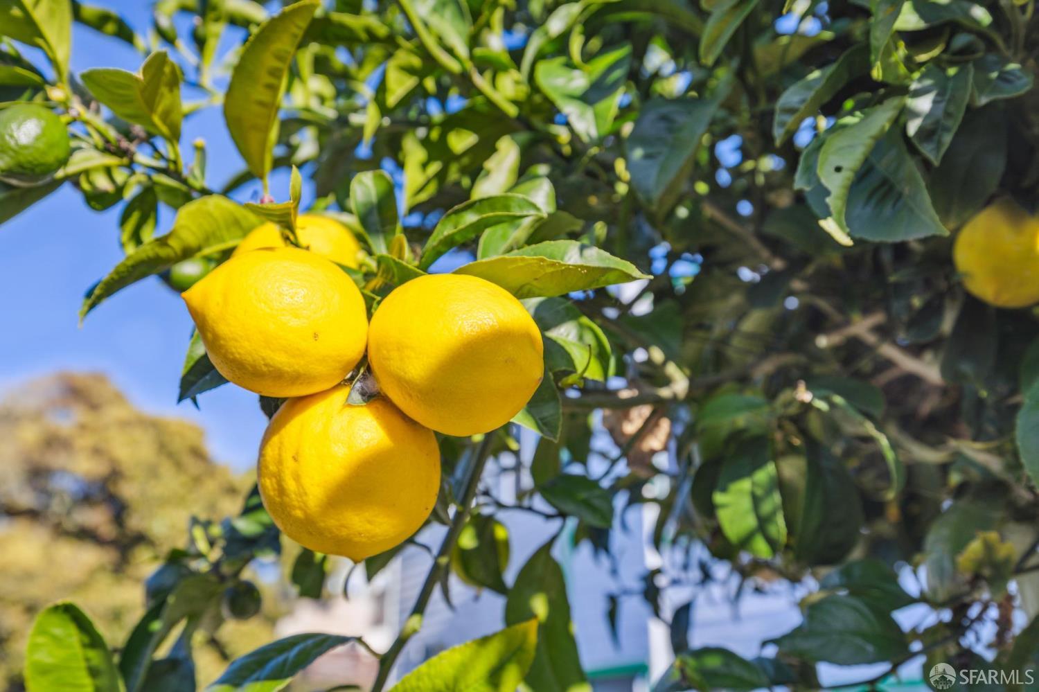 Detail Gallery Image 34 of 47 For 346 Lisbon St, San Francisco,  CA 94112 - 3 Beds | 2 Baths