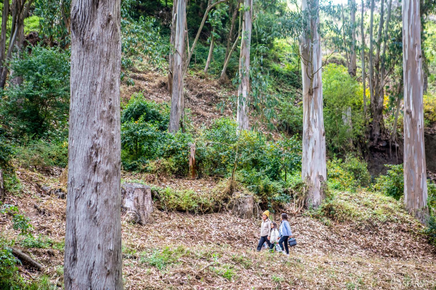 Detail Gallery Image 83 of 86 For 636 28th St, San Francisco,  CA 94131 - 4 Beds | 3/1 Baths