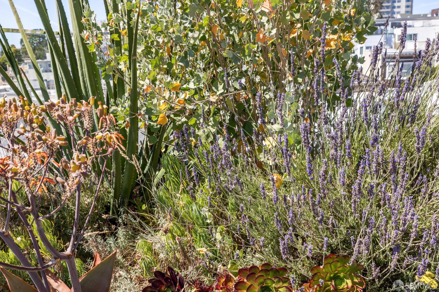 Detail Gallery Image 65 of 93 For 160 Bernard St, San Francisco,  CA 94109 - – Beds | – Baths