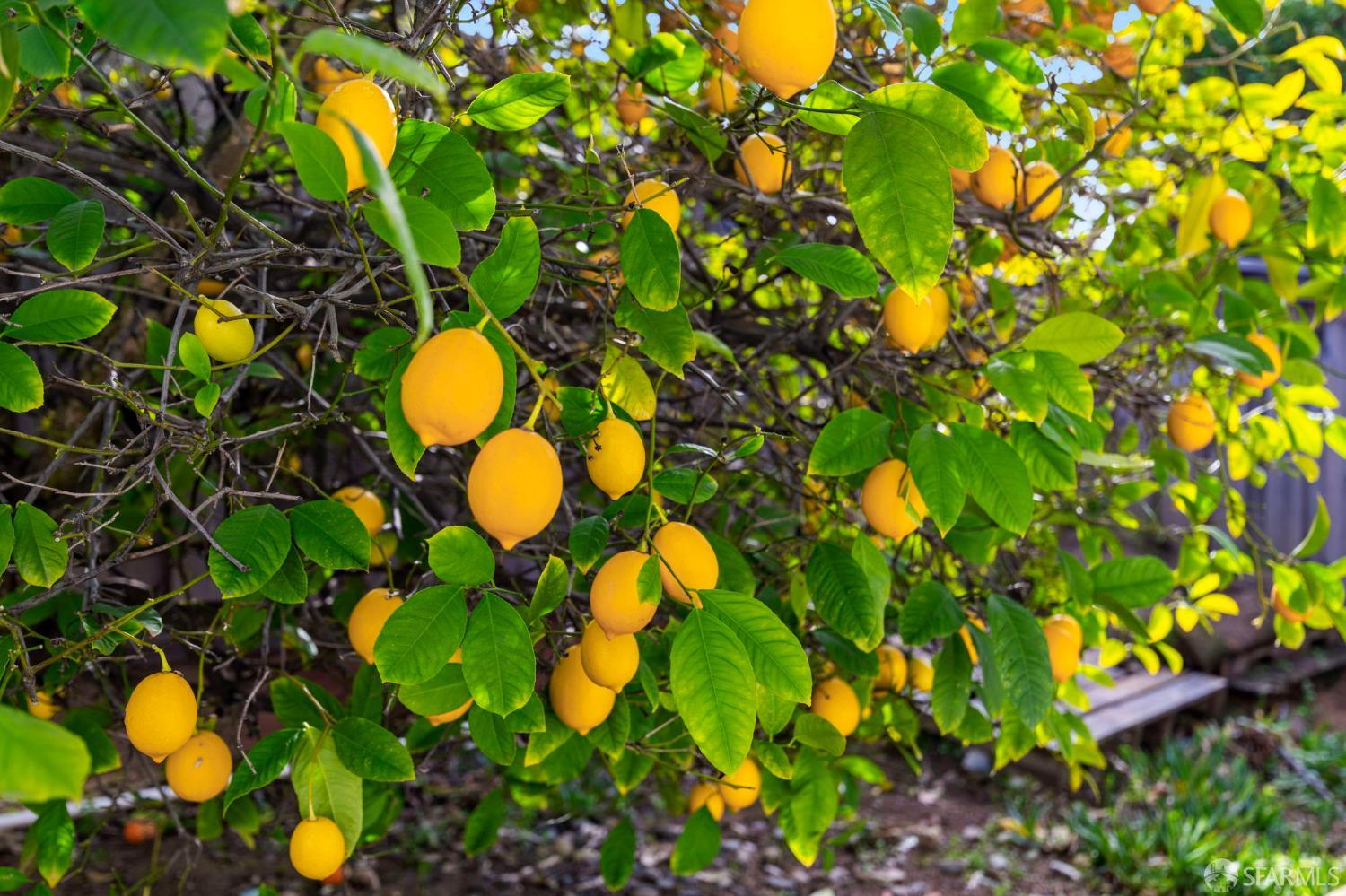 Detail Gallery Image 56 of 59 For 1548 Fieldcrest Dr, Pleasant Hill,  CA 94523 - 4 Beds | 2/1 Baths