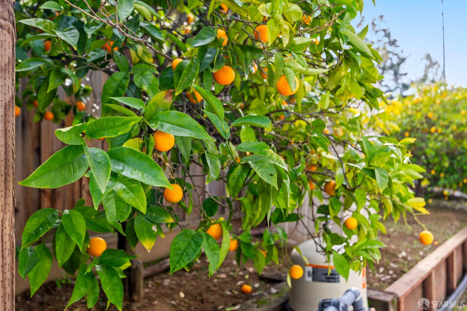 Detail Gallery Image 55 of 59 For 1548 Fieldcrest Dr, Pleasant Hill,  CA 94523 - 4 Beds | 2/1 Baths