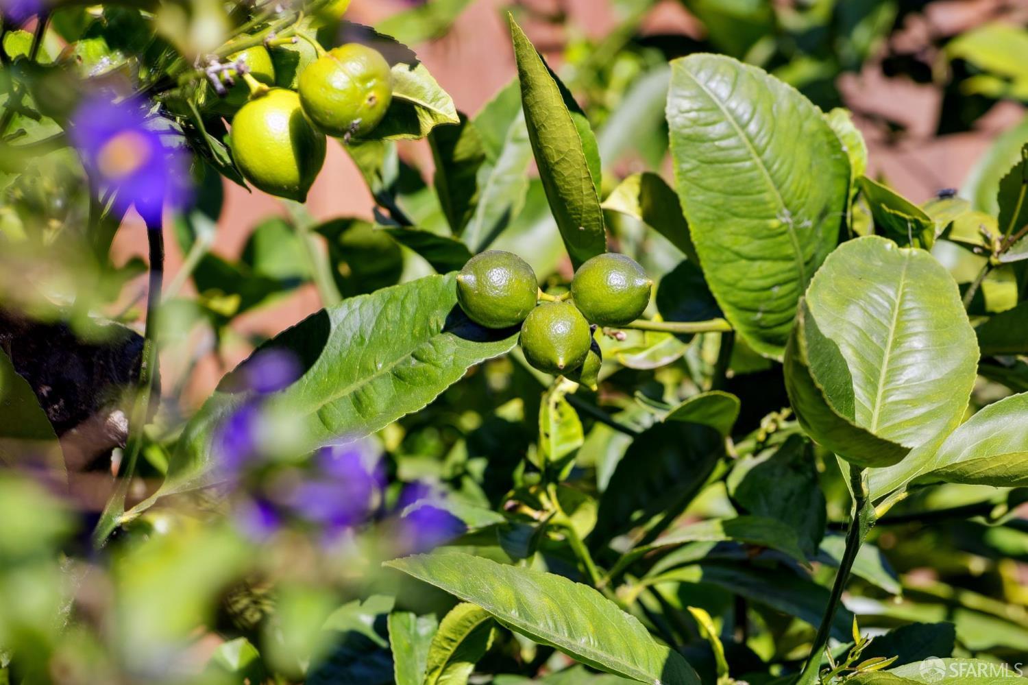 Photo #37: 425091990 Listing: Photo #37