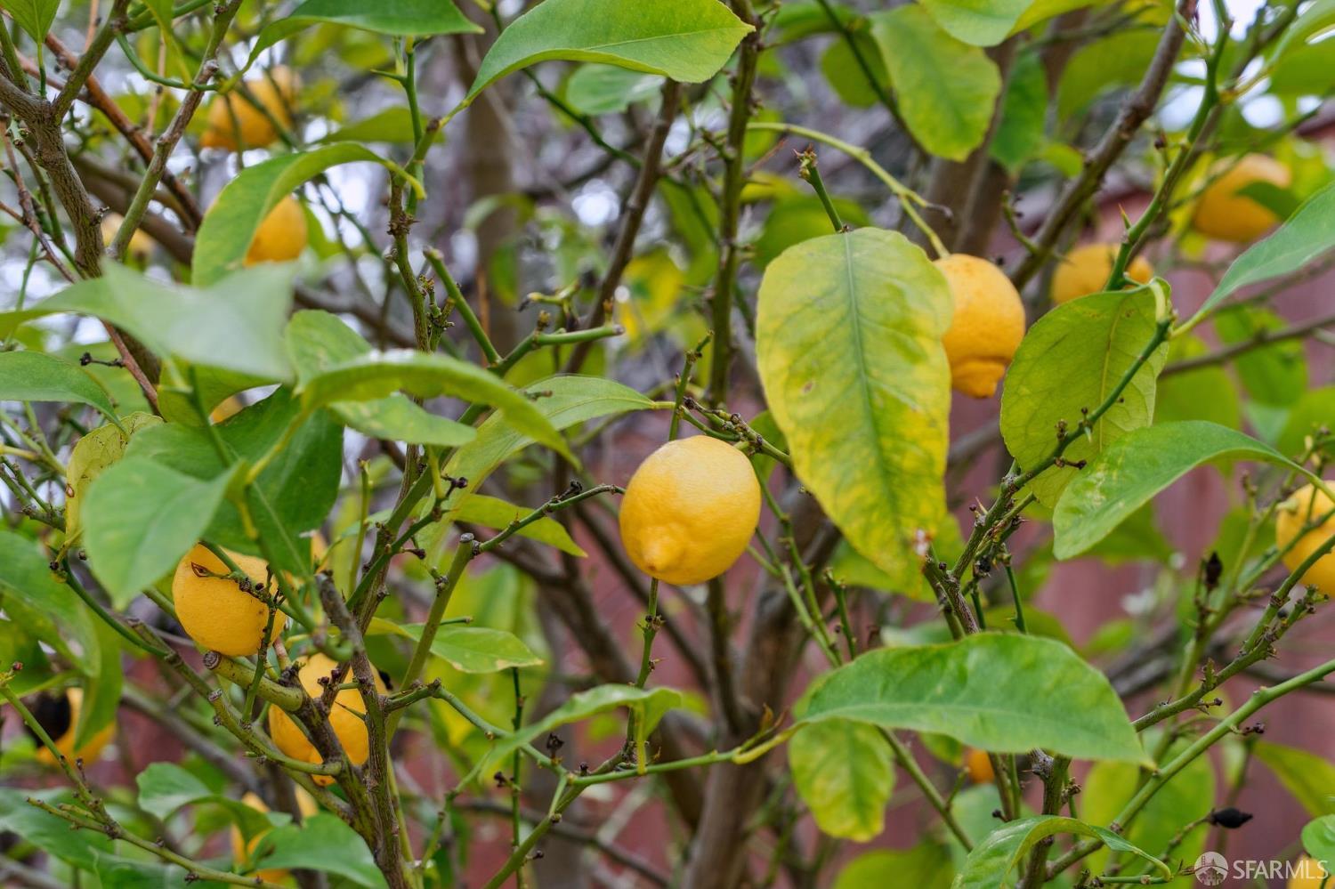 Detail Gallery Image 35 of 85 For 4275 Marietta Ct, Concord,  CA 94518 - 4 Beds | 2/1 Baths