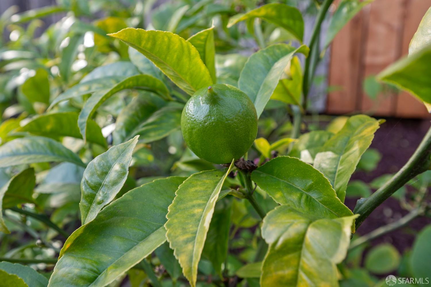 Detail Gallery Image 42 of 52 For 3853 22nd St, San Francisco,  CA 94114 - 3 Beds | 2/1 Baths