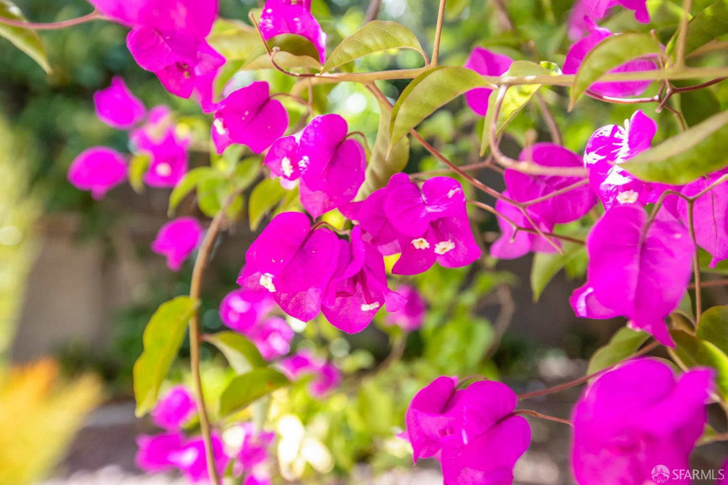 Detail Gallery Image 46 of 83 For 1145 Green St #2,  San Francisco,  CA 94109 - 1 Beds | 1 Baths