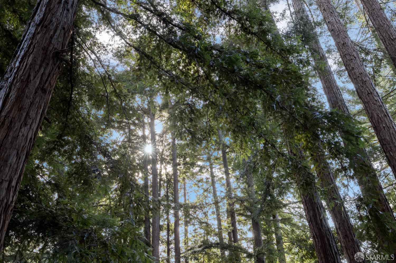 Detail Gallery Image 9 of 14 For 11643 Upper Van Allen Rd, Felton,  CA 95018 - 2 Beds | 1 Baths