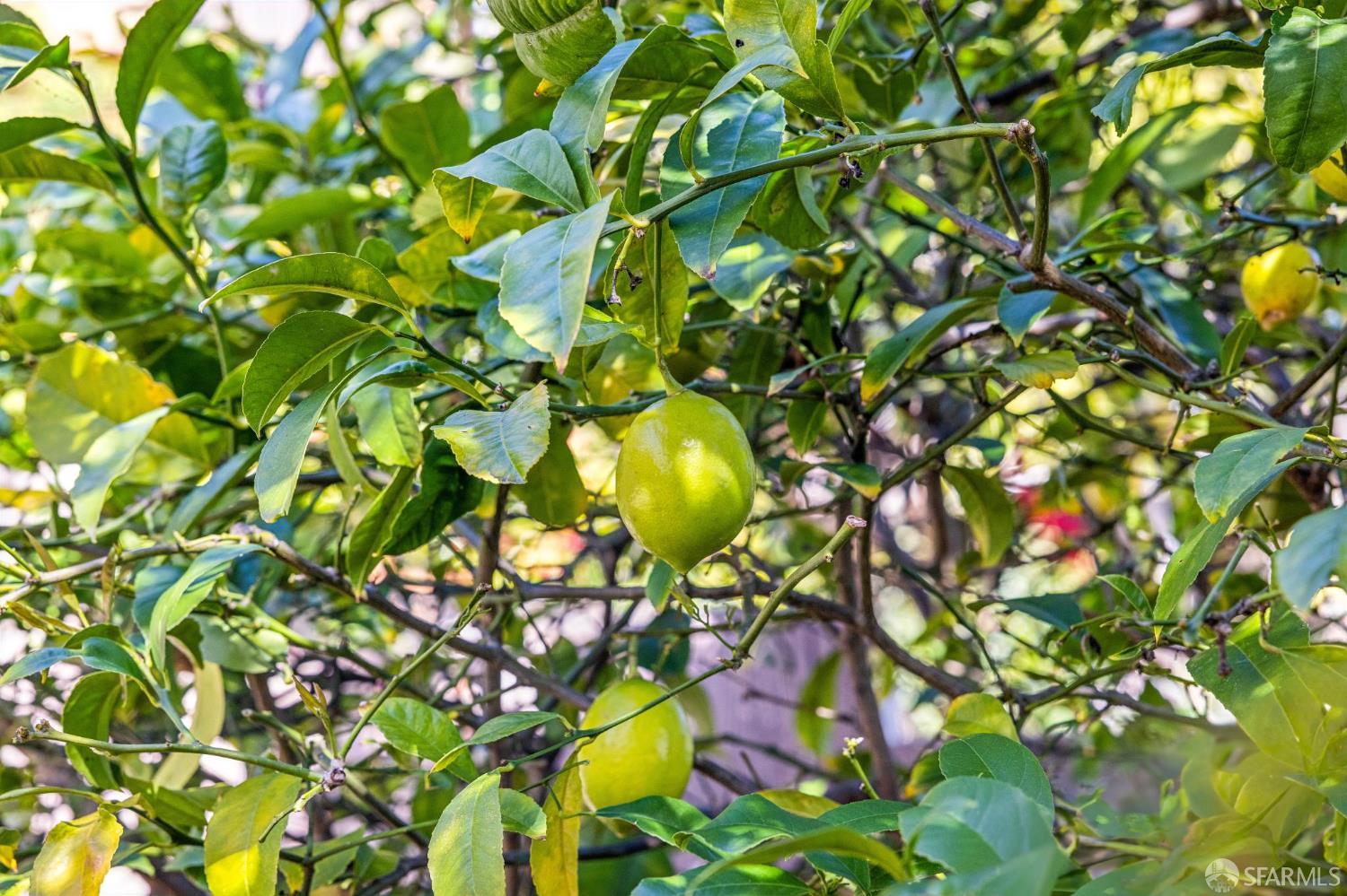 Detail Gallery Image 55 of 89 For 115 Ellsworth St, San Francisco,  CA 94110 - 3 Beds | 3 Baths