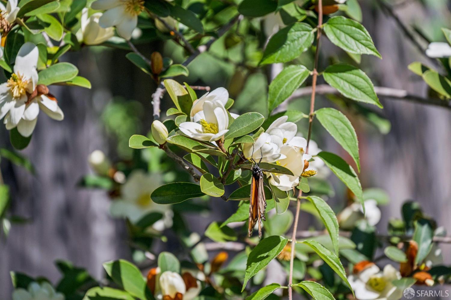 Detail Gallery Image 56 of 60 For 2315 Eunice St, Berkeley,  CA 94708 - 3 Beds | 1/1 Baths