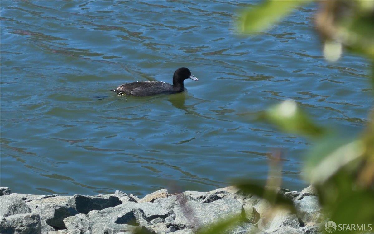 Detail Gallery Image 75 of 82 For 332 Mindanao Dr, Redwood City,  CA 94065 - 3 Beds | 2/1 Baths
