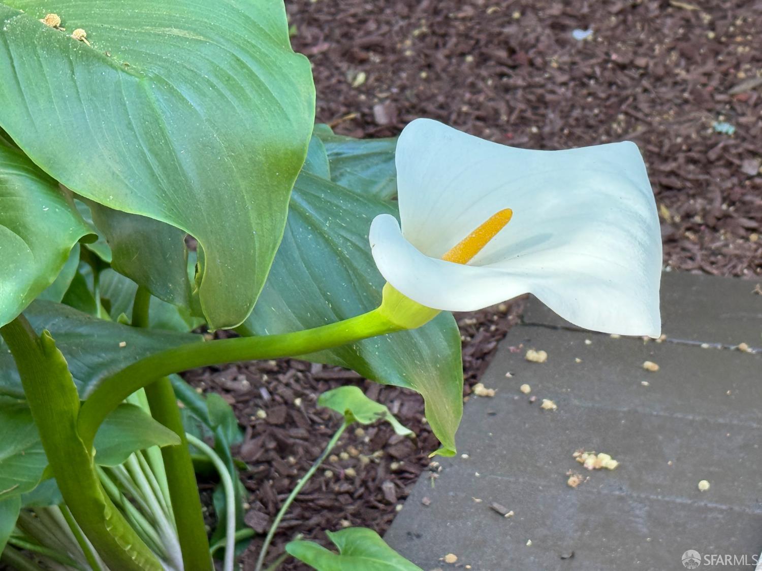 Detail Gallery Image 60 of 73 For 1819 8th Ave, San Francisco,  CA 94109 - 3 Beds | 2 Baths