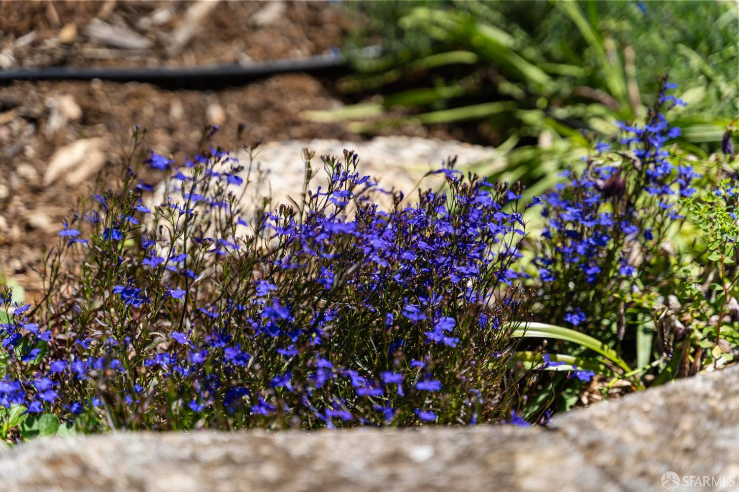 Detail Gallery Image 59 of 65 For 1122 Kendal Ct, San Jose,  CA 95120 - 4 Beds | 2/1 Baths
